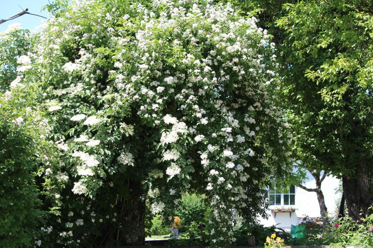 Fetznhof-Zuhaus Villa Grassau  Buitenkant foto